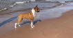 Macey1